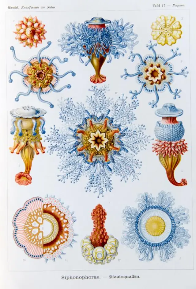 Ernst Haeckel's drawinf