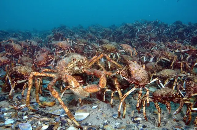 Spider crabs. Pic: AFP/Getty Images