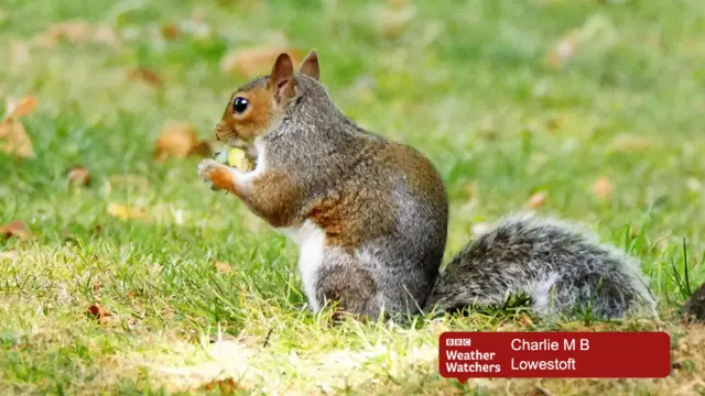 Squirrel with acorns