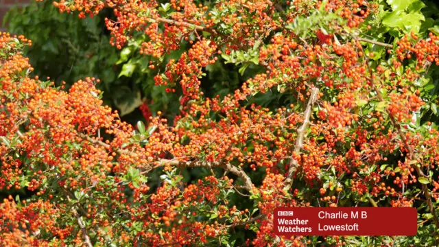 Red berries on a bush