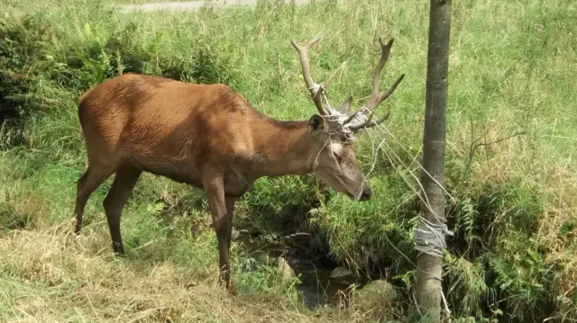 The stag tangled up