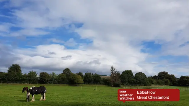 Horses grazing in a field in Great Chesterford