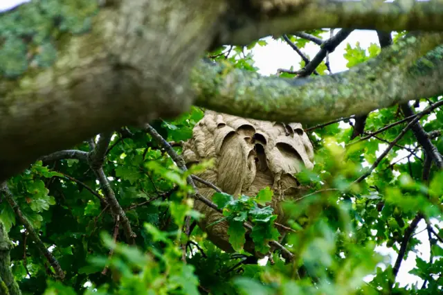 Asian hornet nest