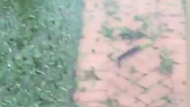 Catfish in flooded Fort Lauderdale garden