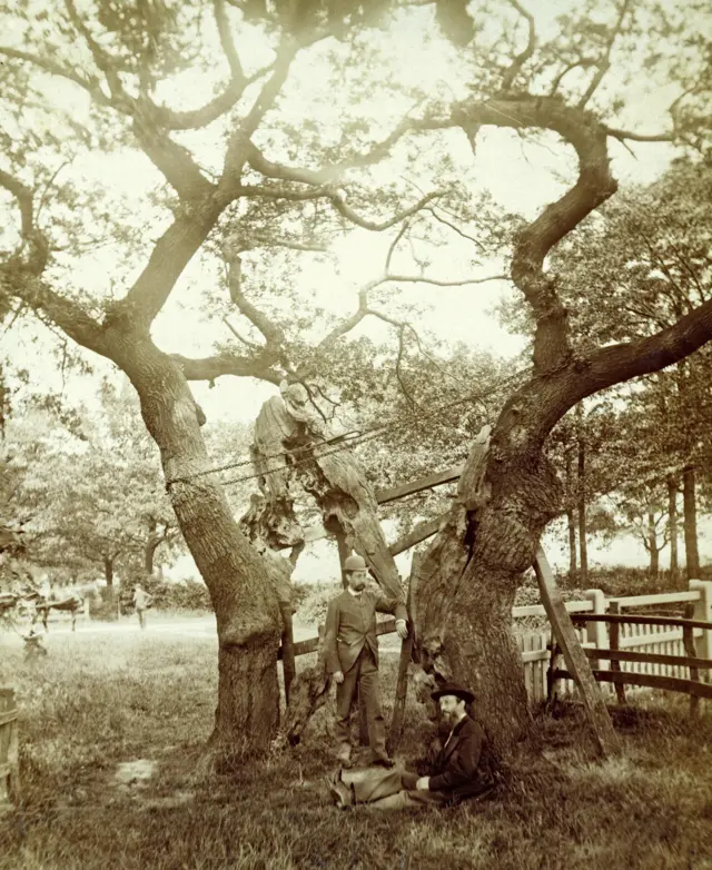 Parliament Oak