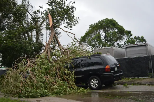 Fallen tree on a vehicle outside the Terra Environmental Research Institute in Kendall, Miami.