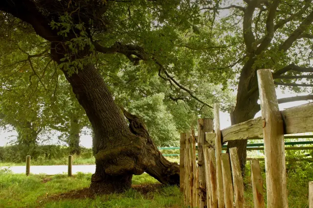 Parliament Oak