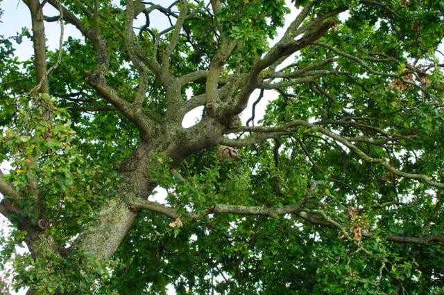 Asian Hornet nest from a distance