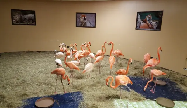 Flamingos in secure housing in Tampa