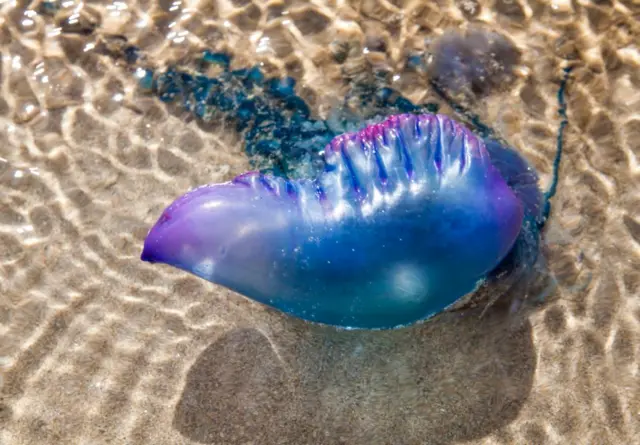 Man-of-war