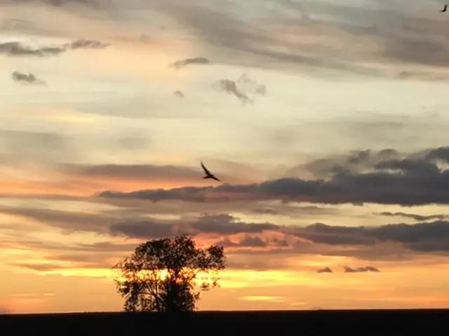 Tree and sunset in Leven with bird in the sky.