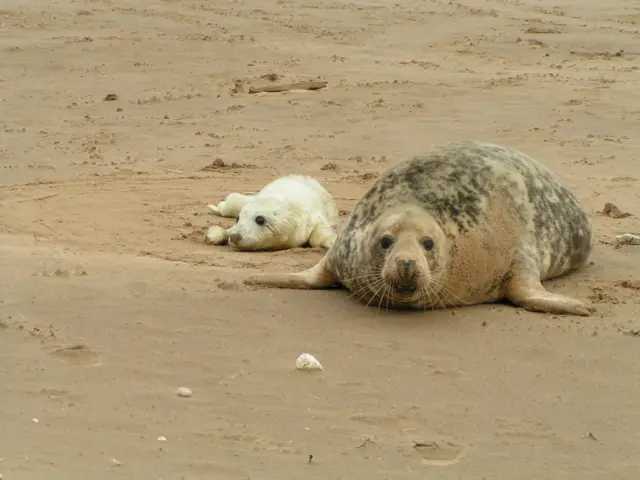 Seals