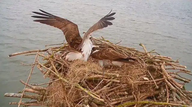 ospreys at Rutland Water