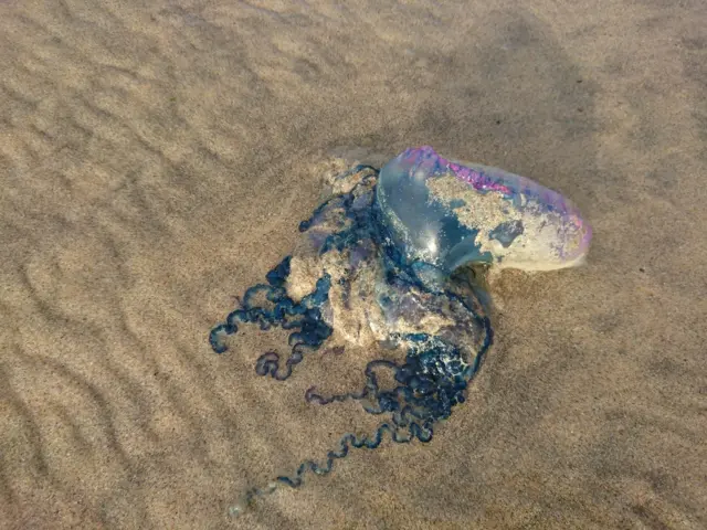 Jellyfish