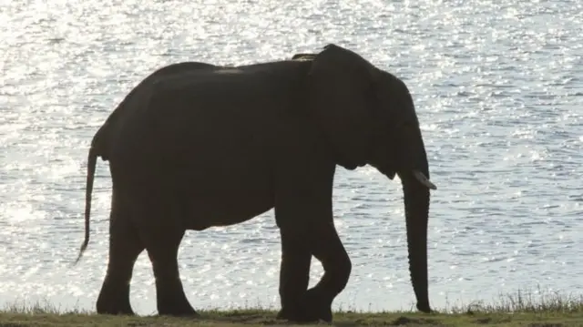 Elephant in silhouette