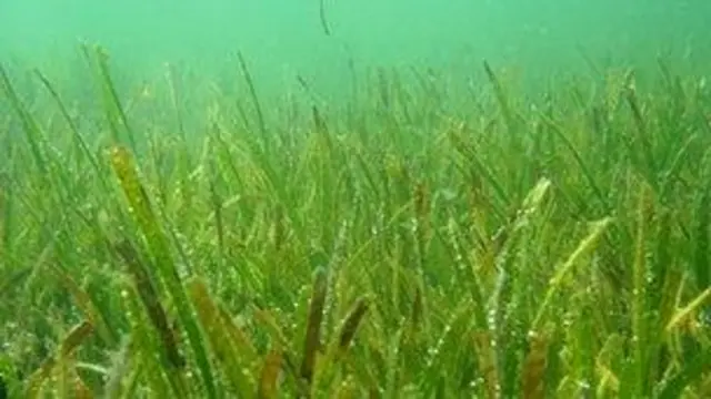 Seagrass