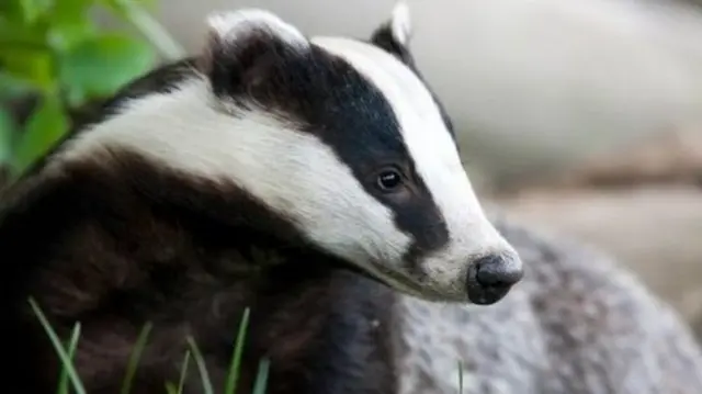 badger