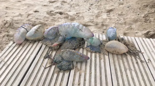 Portuguese man-of-war