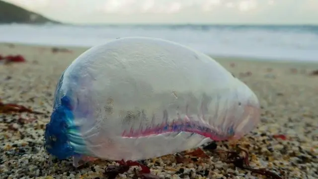 Portugese man of war