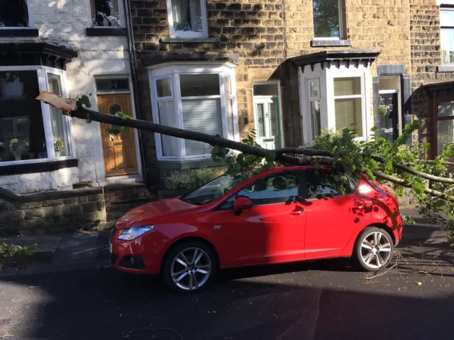 Tree on car