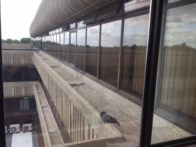 Pigeon on a ledge