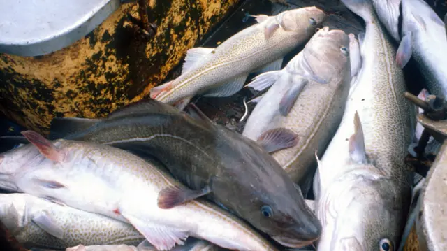 Cod on a fishing deck