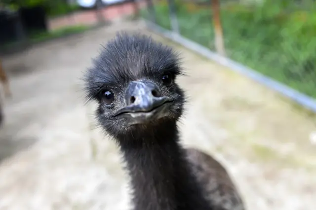 Emu