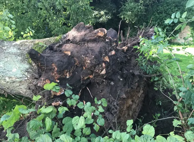 Fallen tree near York