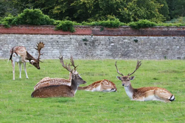 Stags resting at Knole Park