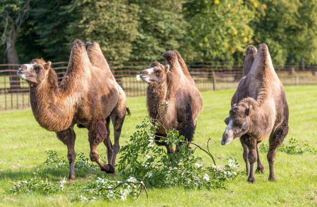 Khan and the girls