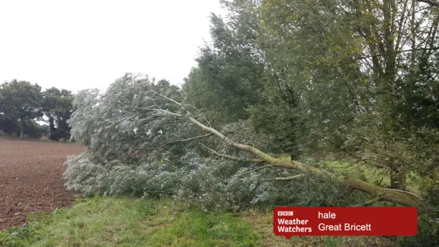 Fallen tree by ploughed field