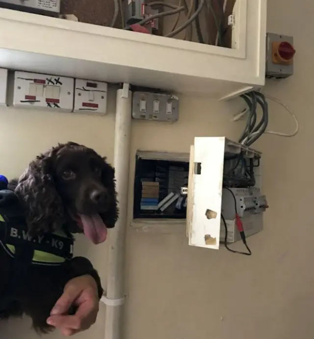 Yoyo, a tobacco detection dog, by the open fuse box with cigarettes concealed behind