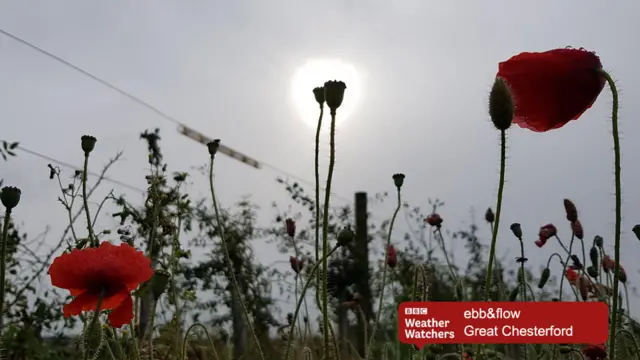 Poppies against a grey sky