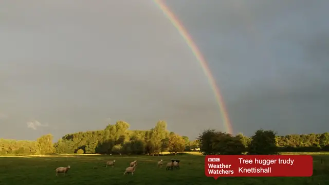 Rainbow over a field of sheep