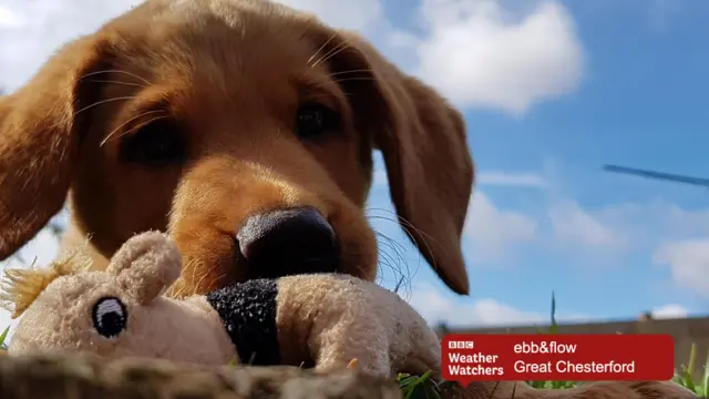 A young puppy with a toy