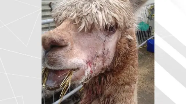 injured alpaca