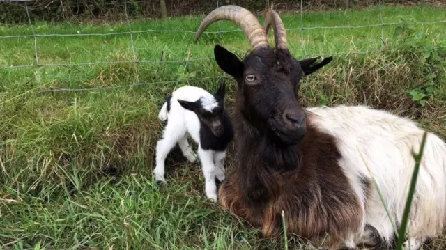 Goaty with mum Ivy