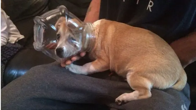 unhappy chug