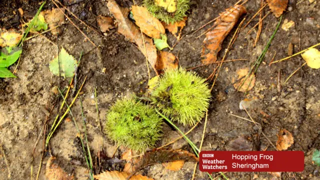 Chestnuts and autumn leaves