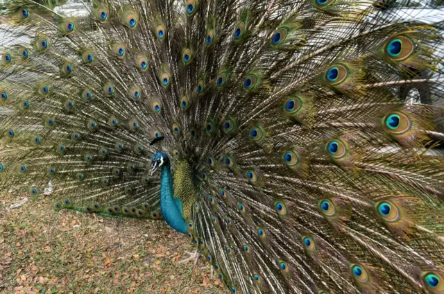 A peacock