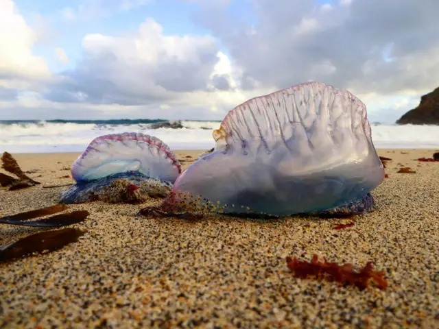 Portuguese man-of-war