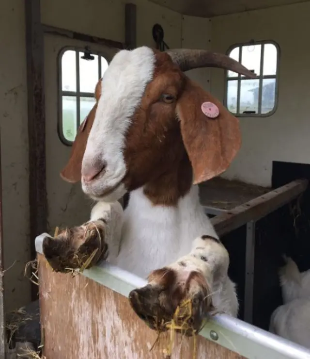 A Boer goat stands on his hind legs and looks over a pen door