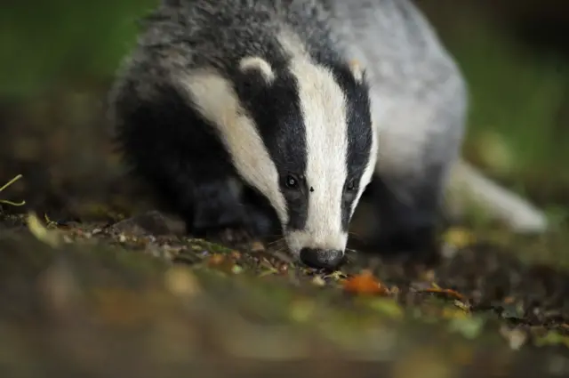 Badger