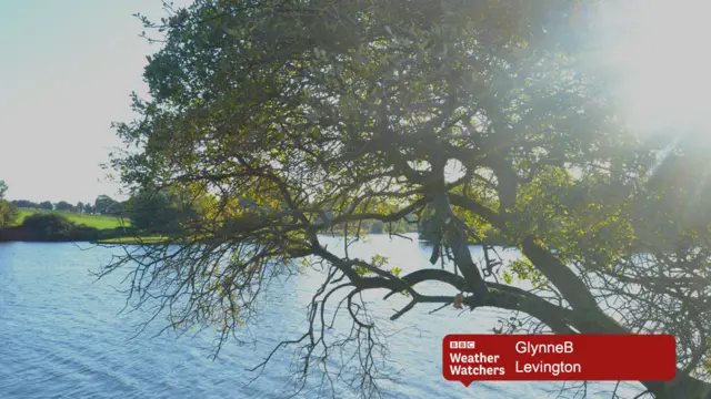 A tree in sunlight by water