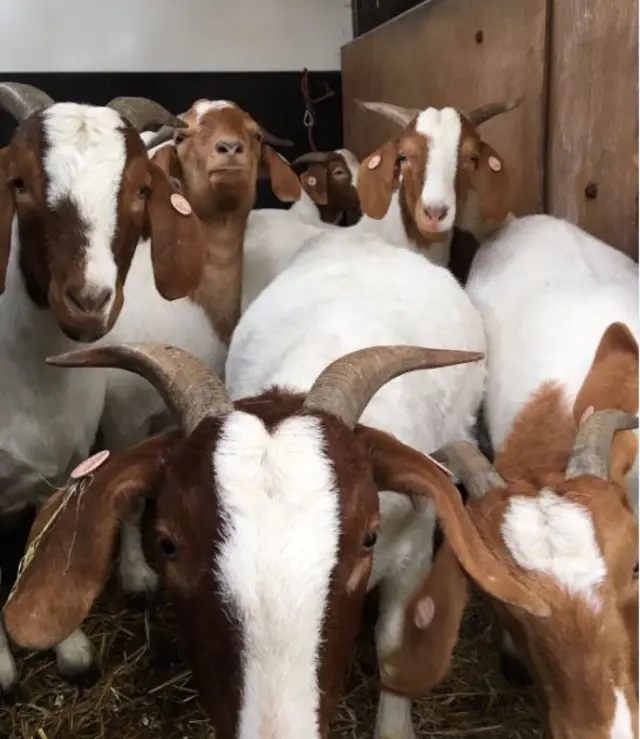 The Boer goats in a trailer