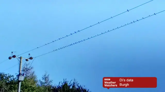 Birds lined up on telegraph wires