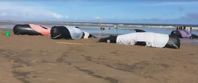 Three inflatable whales lying on a beach