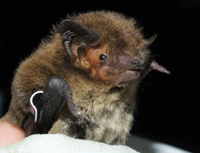 Nathusius Pipistrelle bat