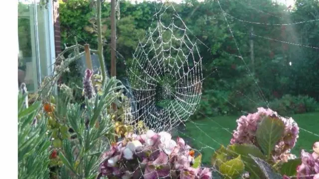 Spiders web