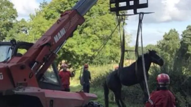 Horse being rescued